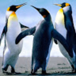 Meet your Posher, Sofia